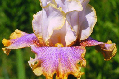 Comanche Acres Iris Gardens